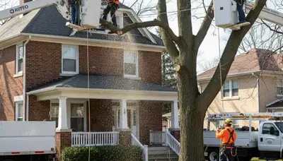 Chicago, IL tree service crew removing a tree for Arbor Chicago Tree Removal