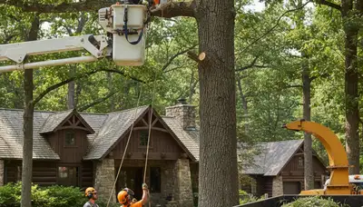 Chicago, IL tree service crew providing professional tree removal for residential and commercial properties