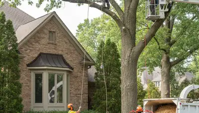 Chicago, IL tree service crew providing professional tree removal for residential properties
