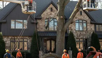 Chicago, IL tree service crew providing professional tree removal for local homeowners