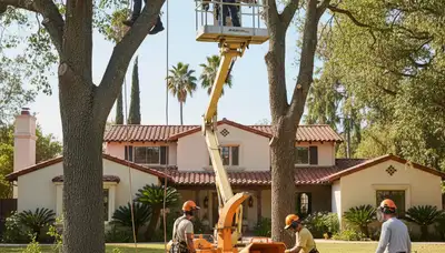 Chicago, IL tree service crew removing a tree for arborchicagotreeremoval.com