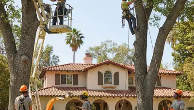 Chicago, IL tree service crew providing professional tree removal and trimming for residential properties